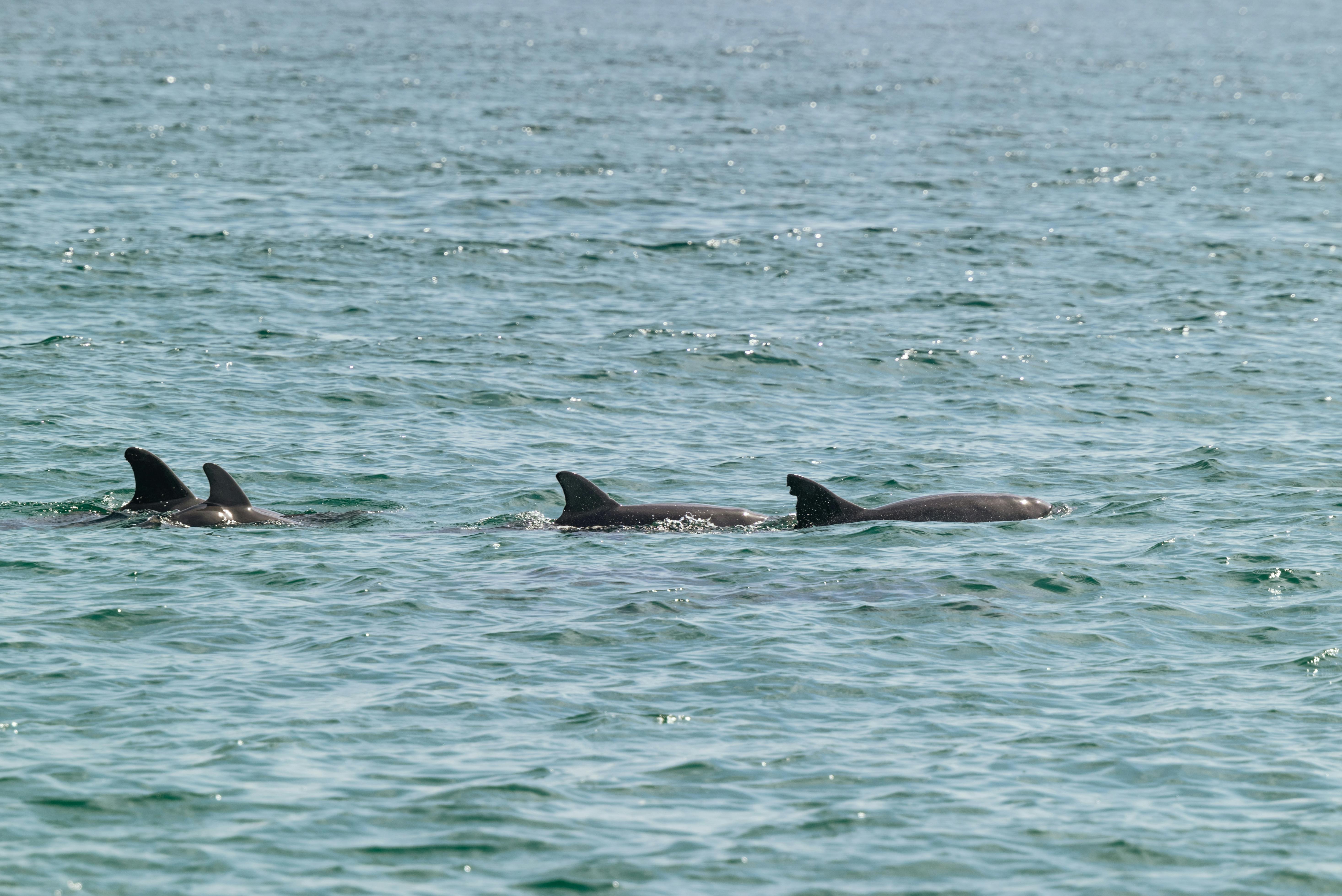 Dolphin Watching in Lovina
